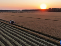 河北唐山：水稻迎来收获季
