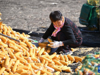 天津：秋收时节农事忙
