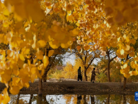 甘肃敦煌：金秋大漠胡杨醉游人
