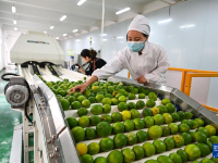 贵州望谟：小柠檬做成大产业
