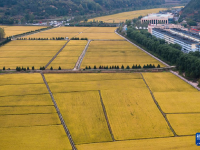 金色南泥湾 “陕北好江南”
