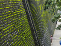 西安城墙：“苔痕上阶绿”
