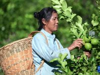 贵州望谟：小柠檬做成大产业
