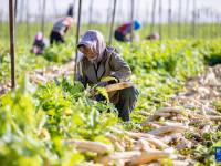 宁夏红寺堡萝卜丰收
