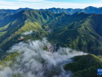 安徽黟县：山村竹海 宛若仙境
