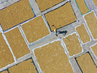 全国秋粮收获过五成
