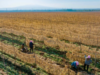 宁夏红寺堡萝卜丰收
