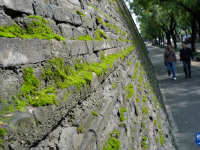 西安城墙：“苔痕上阶绿”
