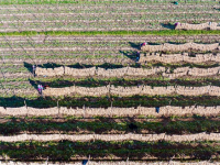 宁夏红寺堡萝卜丰收
