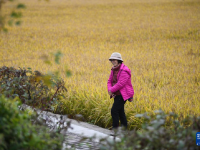 金色南泥湾 “陕北好江南”
