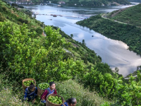 贵州望谟：小柠檬做成大产业

