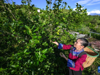 贵州望谟：小柠檬做成大产业
