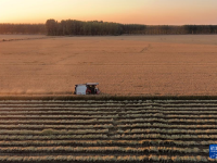 河北唐山：水稻迎来收获季

