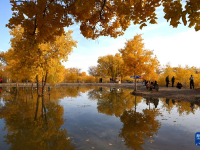 甘肃敦煌：金秋大漠胡杨醉游人
