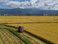 全国秋粮收获过五成

