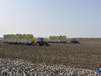 新疆：棉海丰收忙
