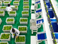 贵州望谟：小柠檬做成大产业
