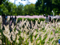昔日盐碱地 秋日绽斑斓
