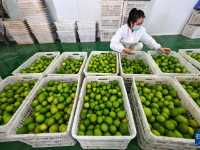 贵州望谟：小柠檬做成大产业
