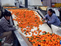 云南华宁：柑橘产业助增收
