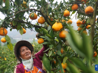 云南华宁：柑橘产业助增收
