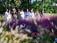 昔日盐碱地 秋日绽斑斓
