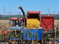 天津：秋收时节农事忙
