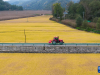 金色南泥湾 “陕北好江南”
