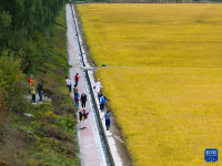 金色南泥湾 “陕北好江南”
