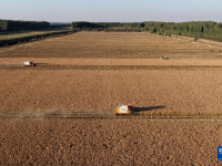 河北唐山：水稻迎来收获季
