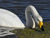 北京密云：迁徙候鸟绘就美好生态画卷