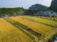 秋日“丰”景好
