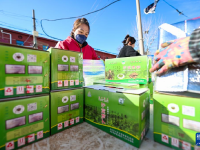 天津：沙窝萝卜迎来丰收季