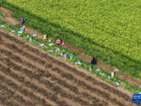 秋日“丰”景好
