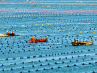 山东荣成：海带“插秧”正当时
