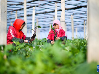 天津：沙窝萝卜迎来丰收季