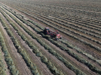秋日“丰”景好
