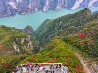 红叶扮靓长江巫峡
