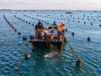 山东荣成：海带“插秧”正当时
