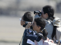 勺嘴鹬“到访”福建泉州围头湾
