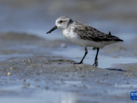 勺嘴鹬“到访”福建泉州围头湾
