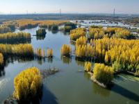 河北隆尧：初冬泜河风光秀美
