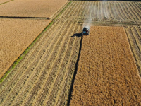 秋日“丰”景好
