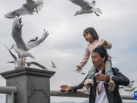 “春城”昆明冬赏鸥
