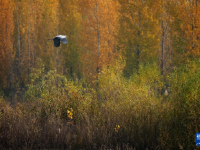 河北隆尧：初冬泜河风光秀美
