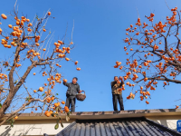 秋日“丰”景好
