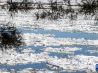 黑龙江现“跑冰排”壮景
