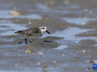 勺嘴鹬“到访”福建泉州围头湾
