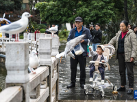 “春城”昆明冬赏鸥
