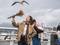 “春城”昆明冬赏鸥
